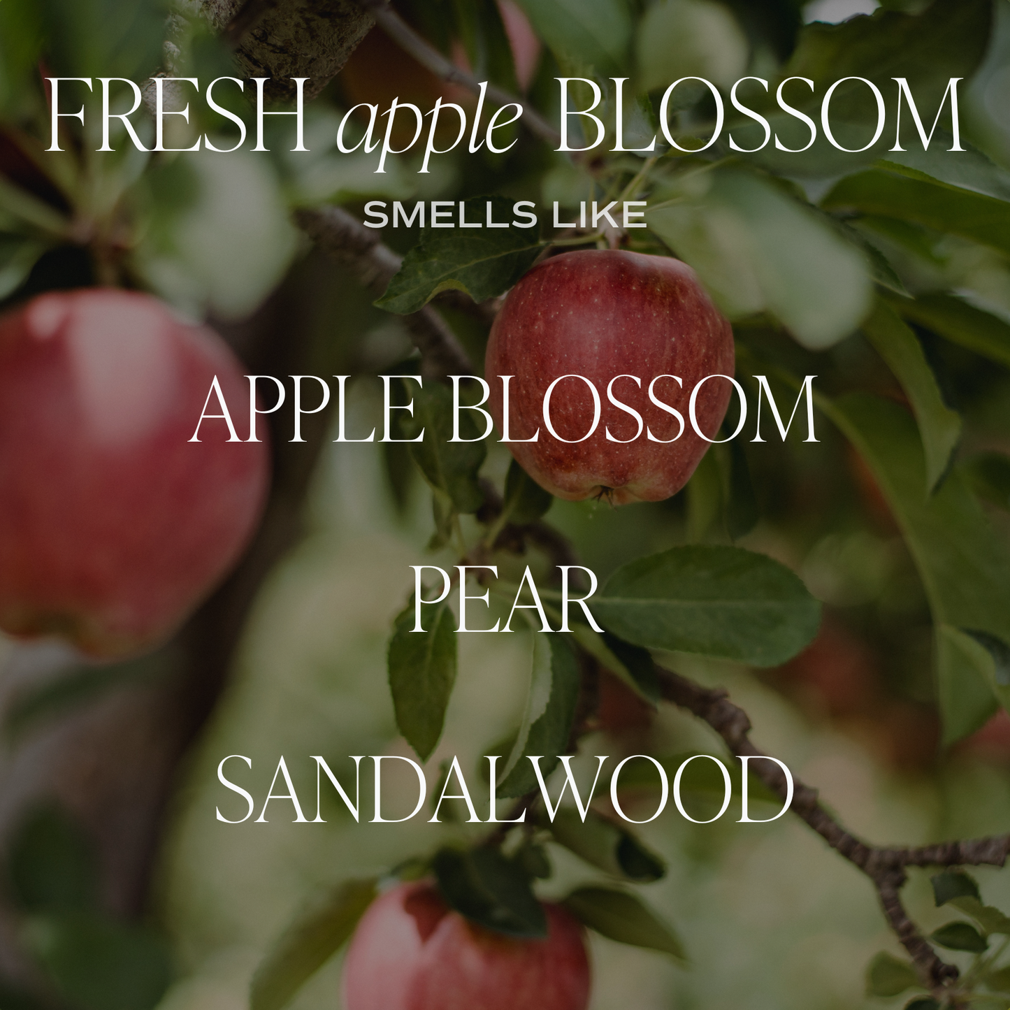 Fresh Apple Blossom 11 oz Soy Candle - Home Decor & Gifts