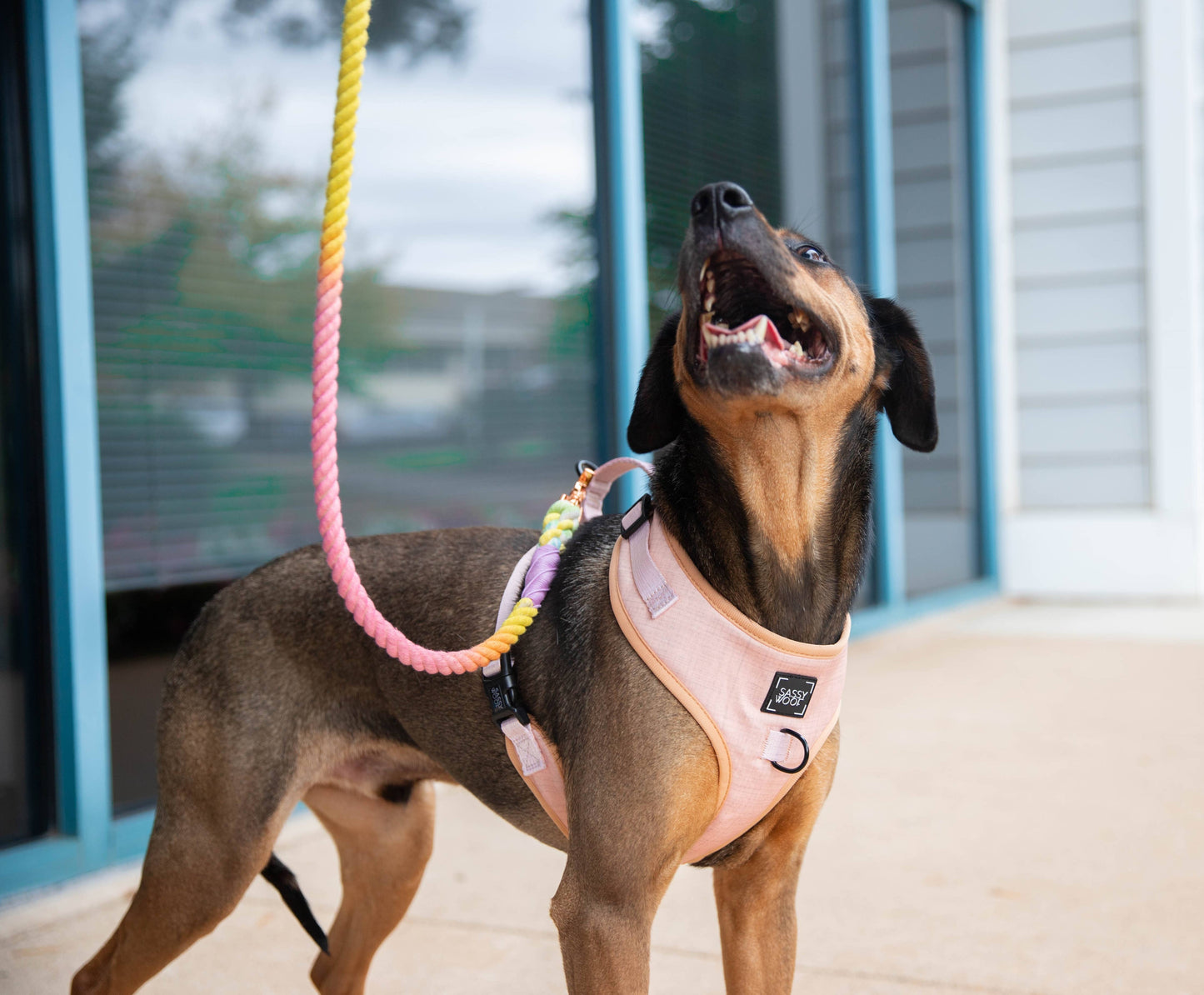 Dog Rope Leash - Fiesta