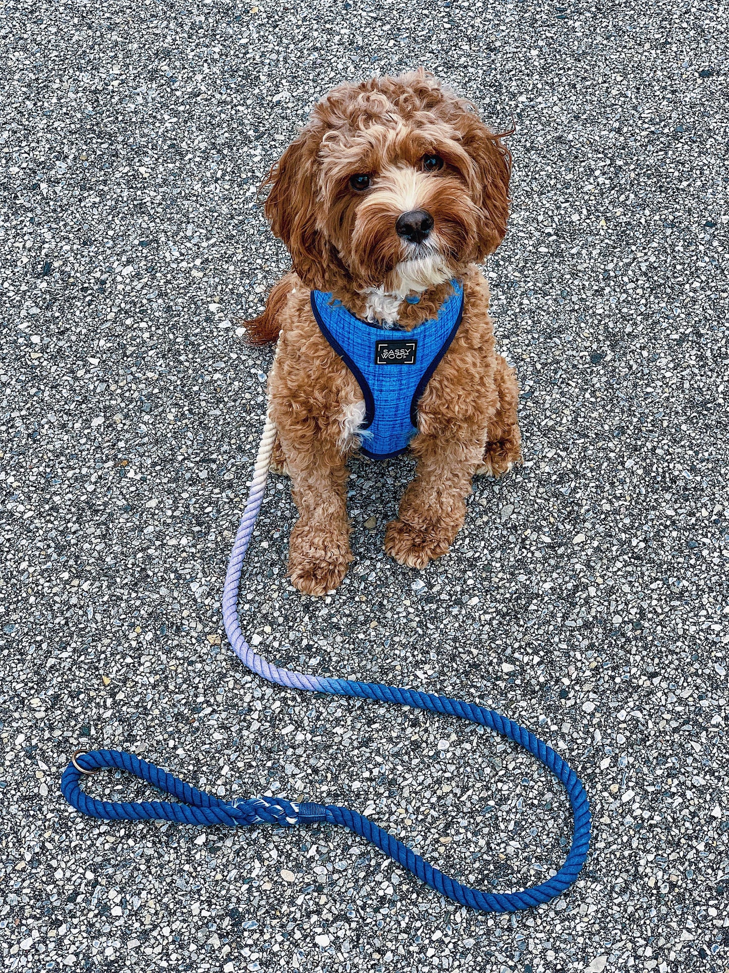 Dog Rope Leash - Ombre Blue