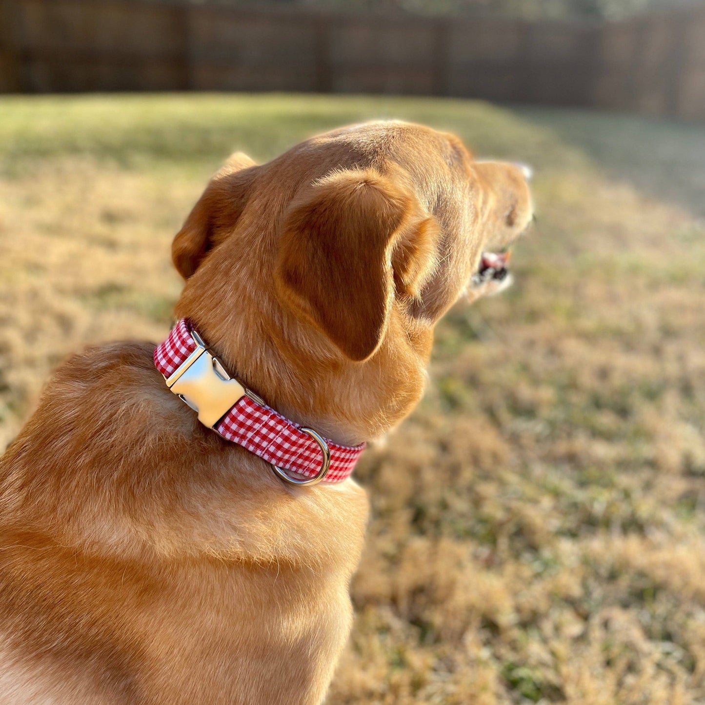 Gingham Dog Collar, Boy Dog Collar, Girl Dog Collar, Red