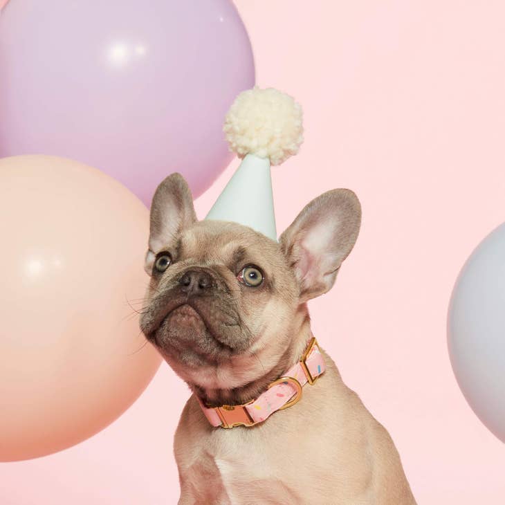 Sprinkles Birthday Dog Collar